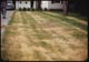 Thumbnail: PMAS injured lawn at excessive rate